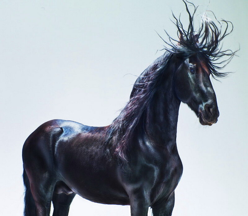 Black Horse with Flowing Mane — Dramatic