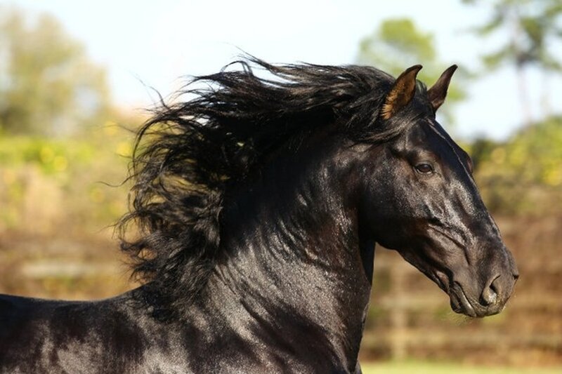 Black Horse with Flowing Mane — Dynamic