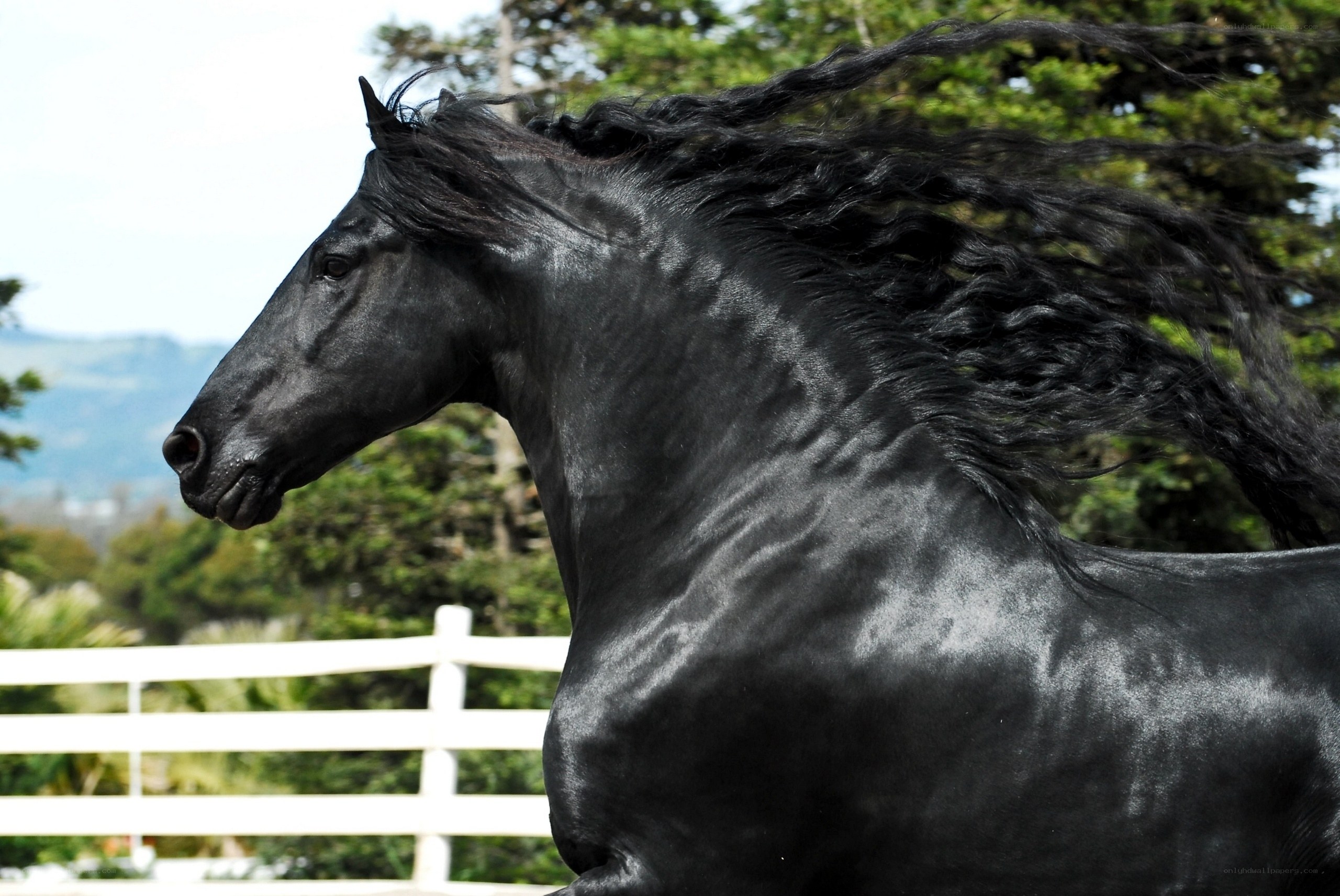 black horse with flowing mane