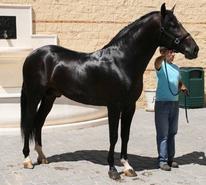 Black Horse with Handler