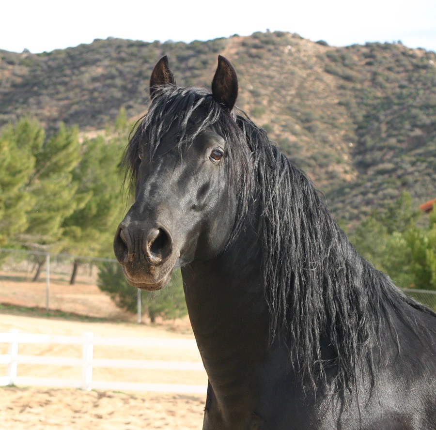 black horse with long mane