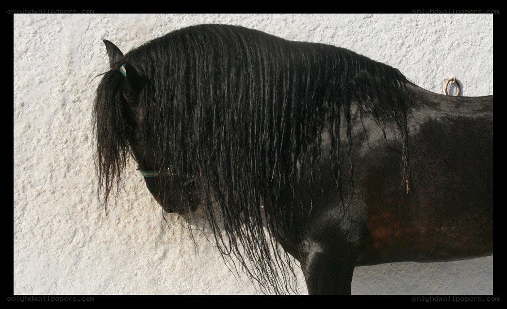 black horse with long mane