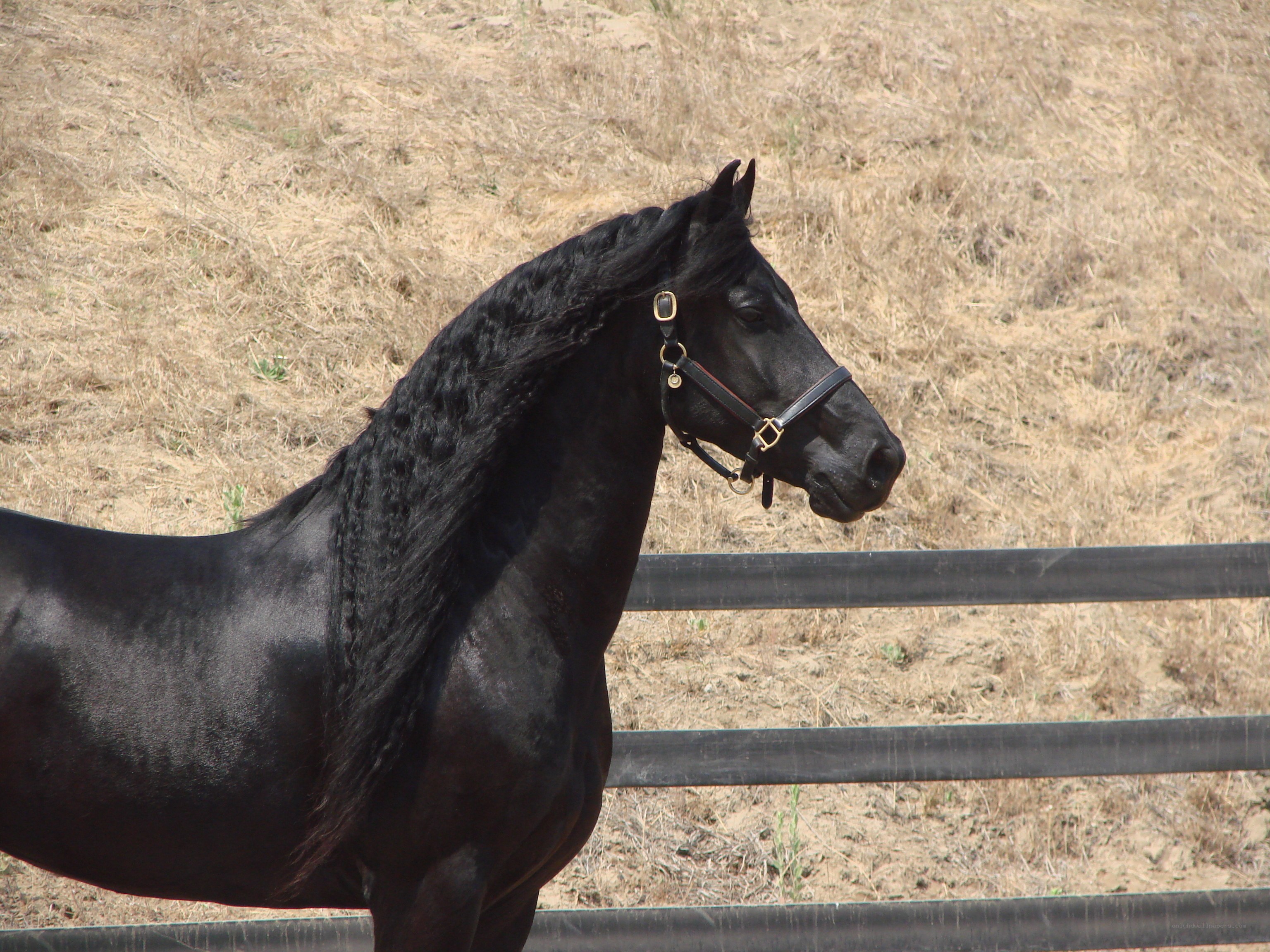 black horse with long mane