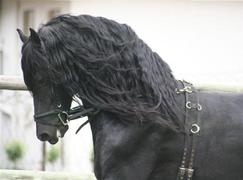 black horse with long mane