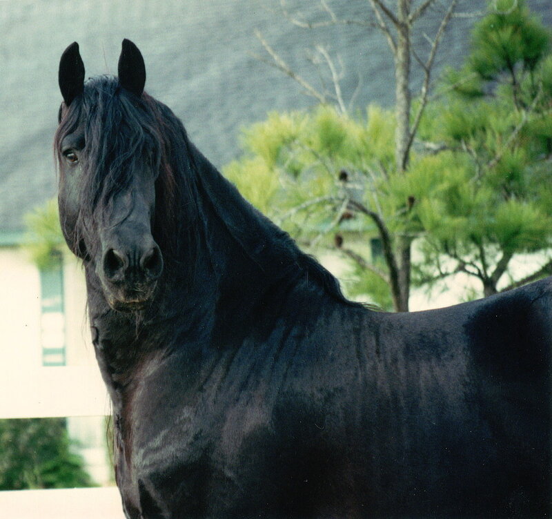 black horse with long mane
