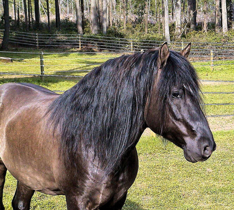 Black Horse with Long Mane — Brown, Calm, Afternoon