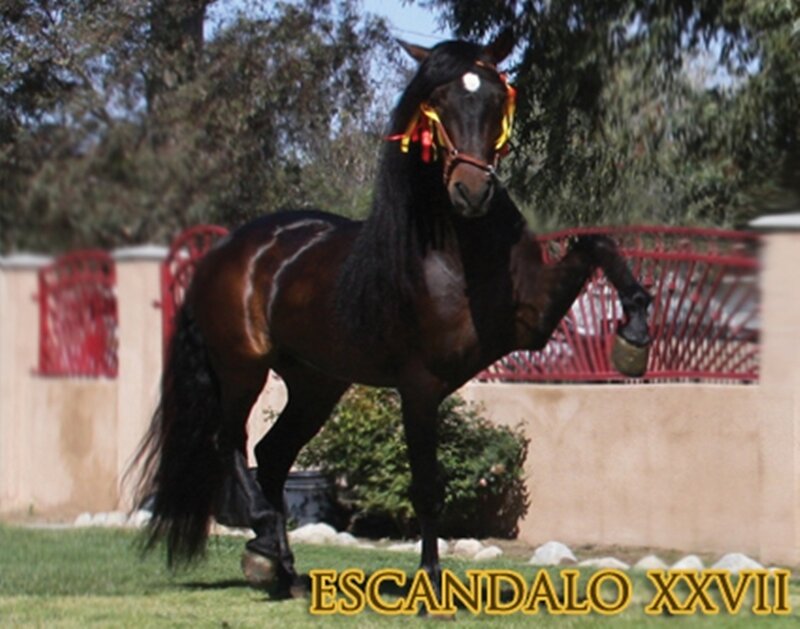 Black Horse with Long Mane — Brown, Calm
