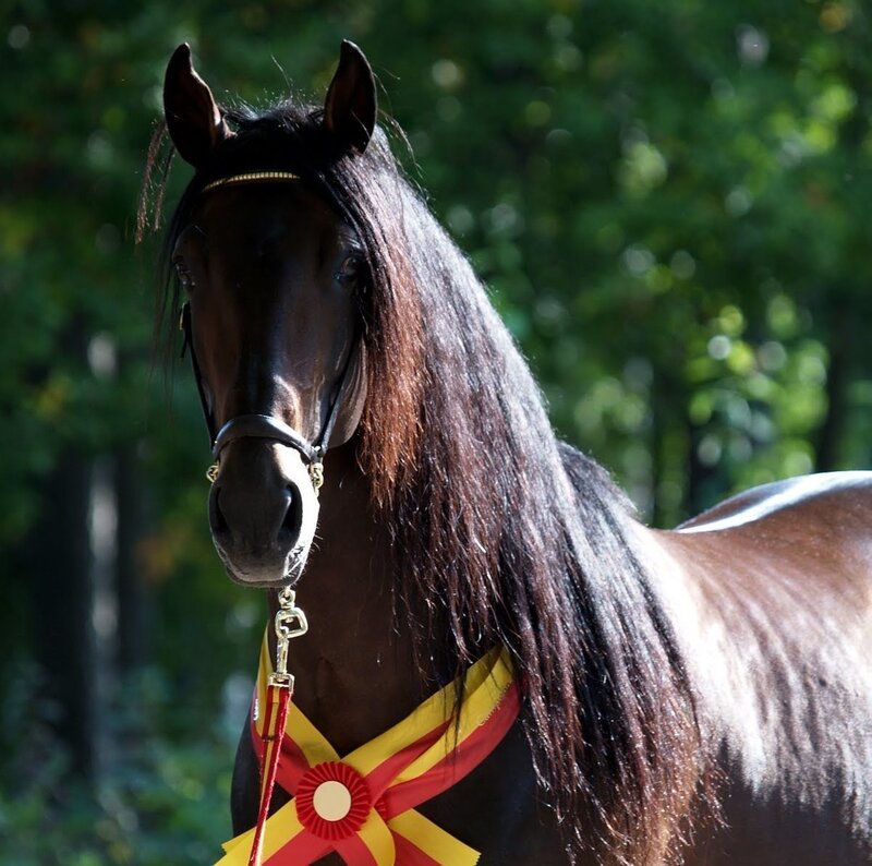 Black Horse with Long Mane — Brown