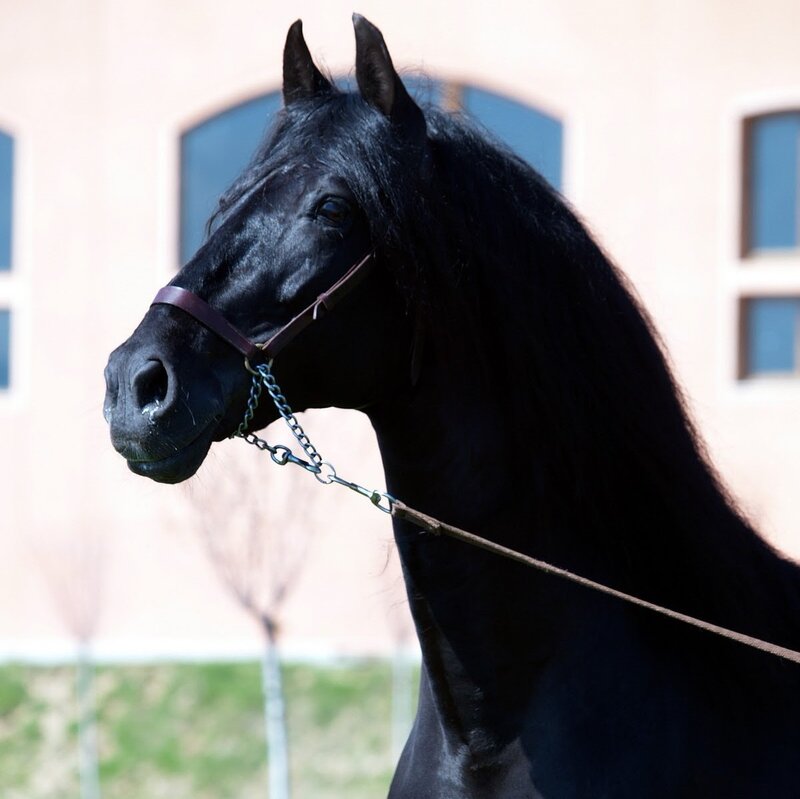 Black Horse with Long Mane — Calm, Afternoon, Photograph, Building