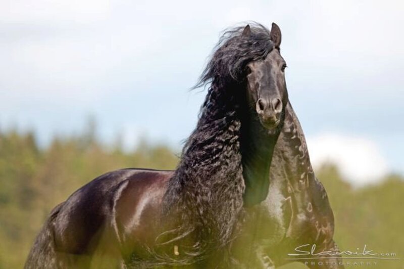 Black Horse with Long Mane — Calm, Afternoon, Photograph, Field