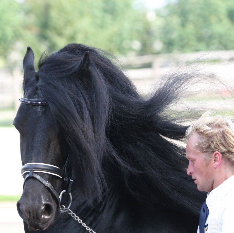 Black Horse with Long Mane — Calm, Afternoon, Photograph, Man