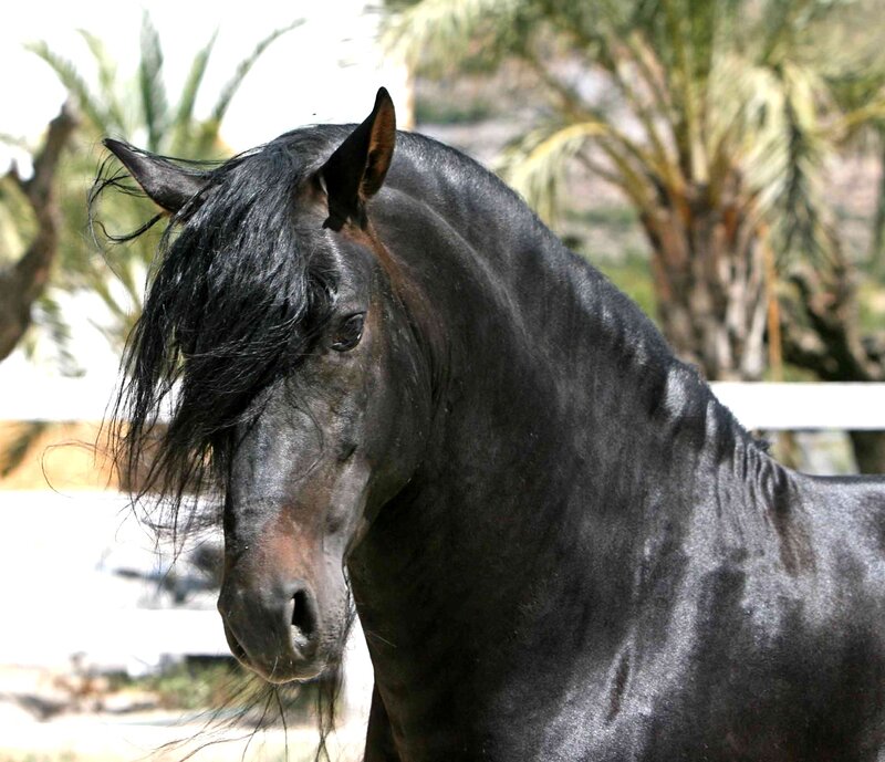 Black Horse with Long Mane — Calm, Afternoon, Photograph, Palm Trees