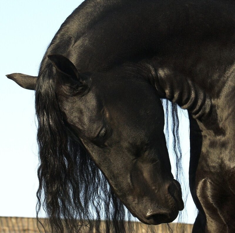 Black Horse with Long Mane — Calm, Afternoon, Photograph, Sky, Fence