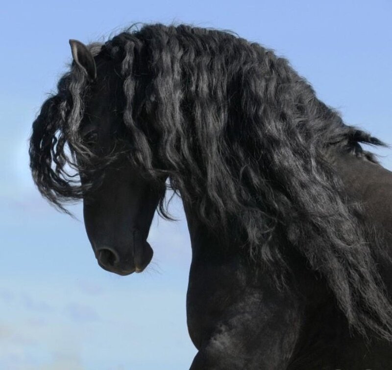Black Horse with Long Mane — Calm, Afternoon, Photograph, Sky