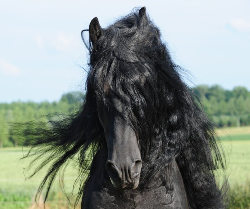 Black Horse with Long Mane — Calm, Afternoon