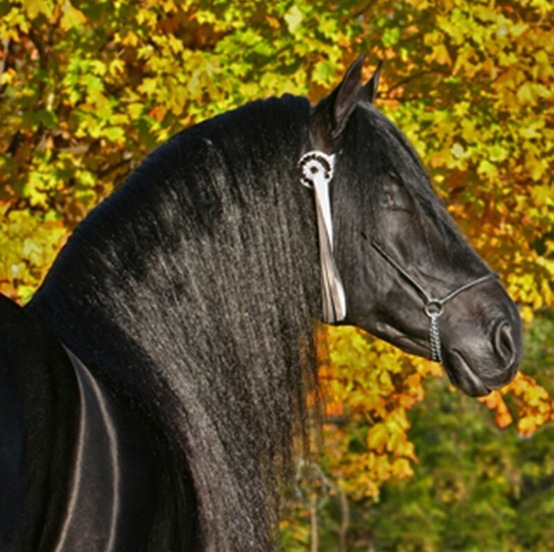 Black Horse with Long Mane — Calm, Autumn