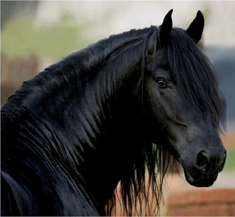 Black Horse with Long Mane — Calm, Photograph, Ears, Background