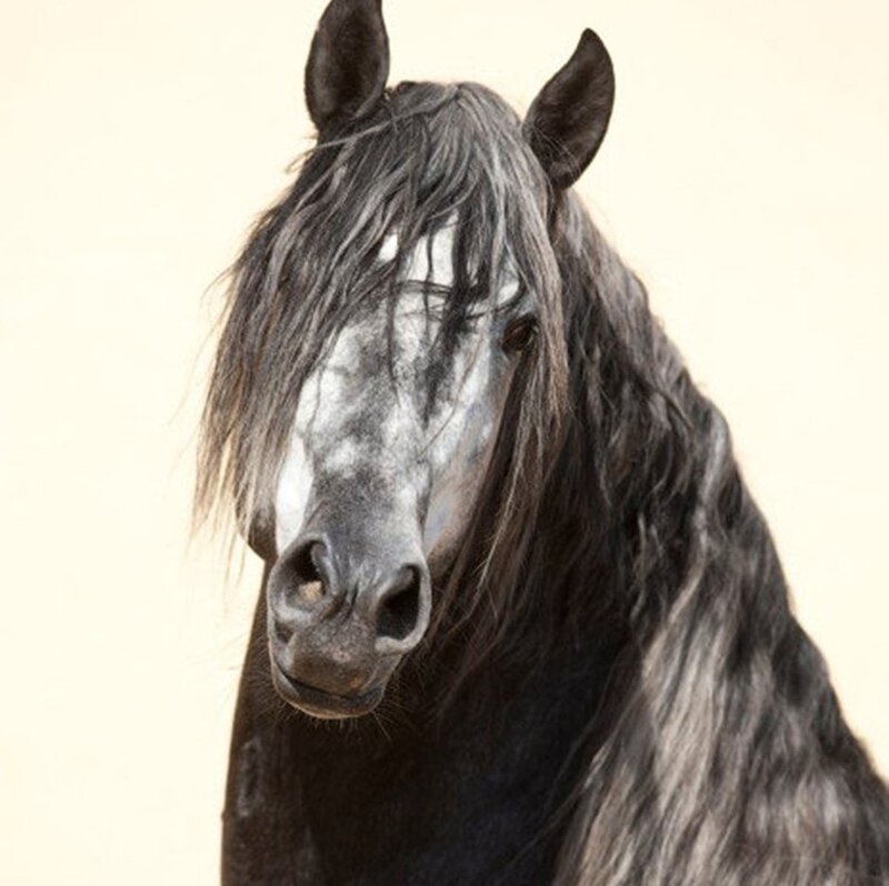 Black Horse with Long Mane — Calm, Photograph, Ears, Nose
