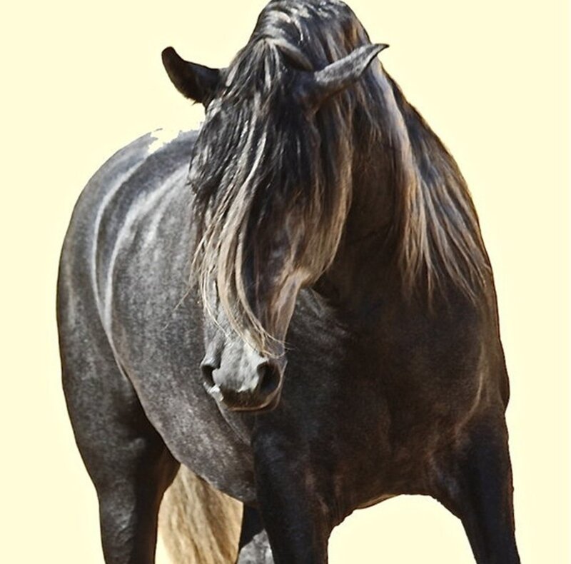 Black Horse with Long Mane — Calm, Photograph, Ears