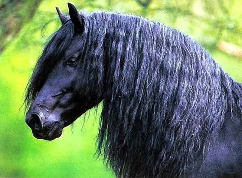 Black Horse with Long Mane — Calm, Photograph