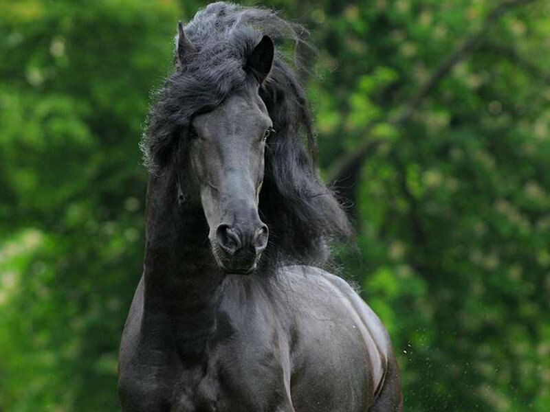 Black Horse with Long Mane — Calm, Photograph, Trees