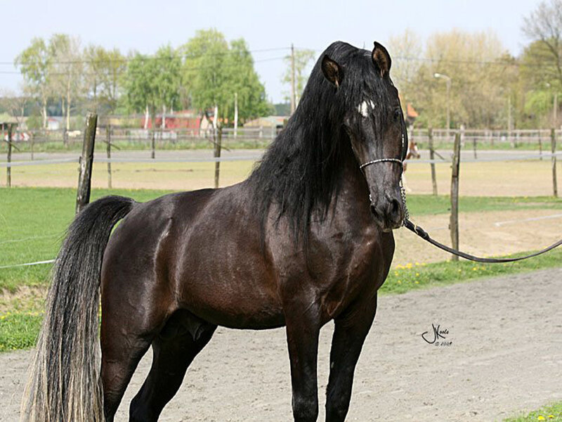 Black Horse with Long Mane — Calm, Spring