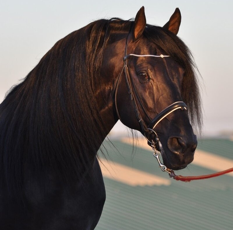 Black Horse with Long Mane — Calm, Sunset