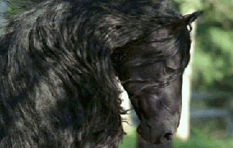Black Horse with Long Mane — Calm