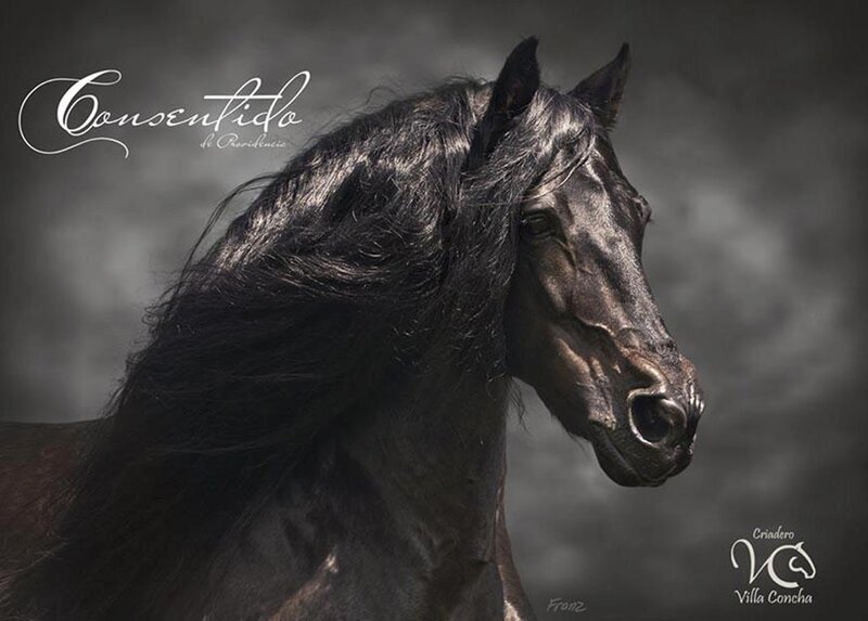 Black Horse with Long Mane — Dramatic, Photograph, Head
