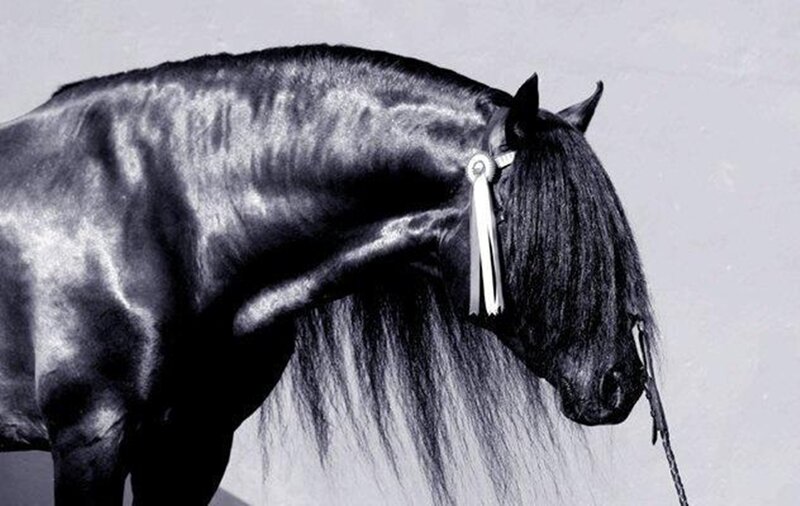Black Horse with Long Mane — Dramatic, Photograph, Reins