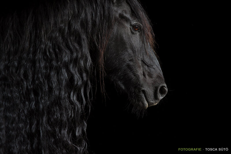 Black Horse with Long Mane — Dramatic, Photograph
