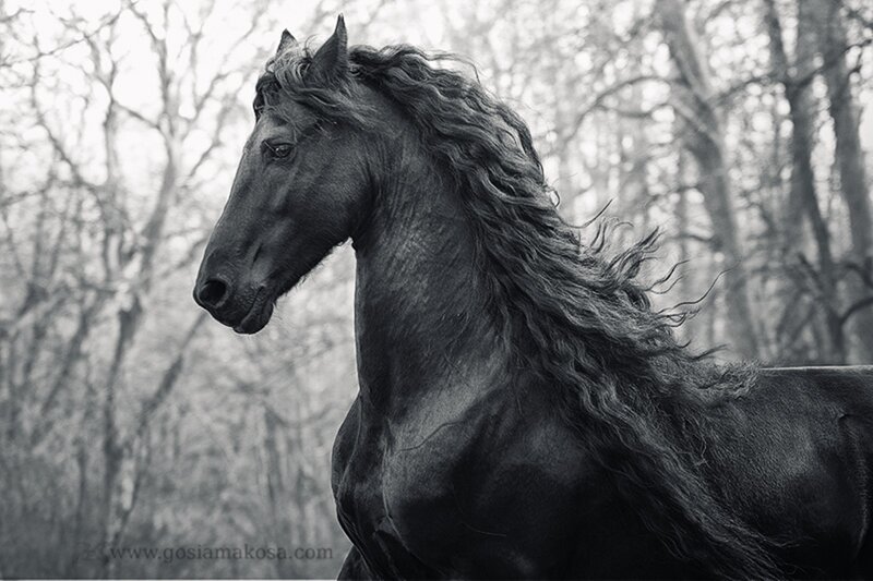 Black Horse with Long Mane — Dramatic, Photograph, Trees