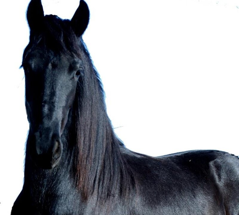 Black Horse with Long Mane — Dramatic, Photograph, White Background