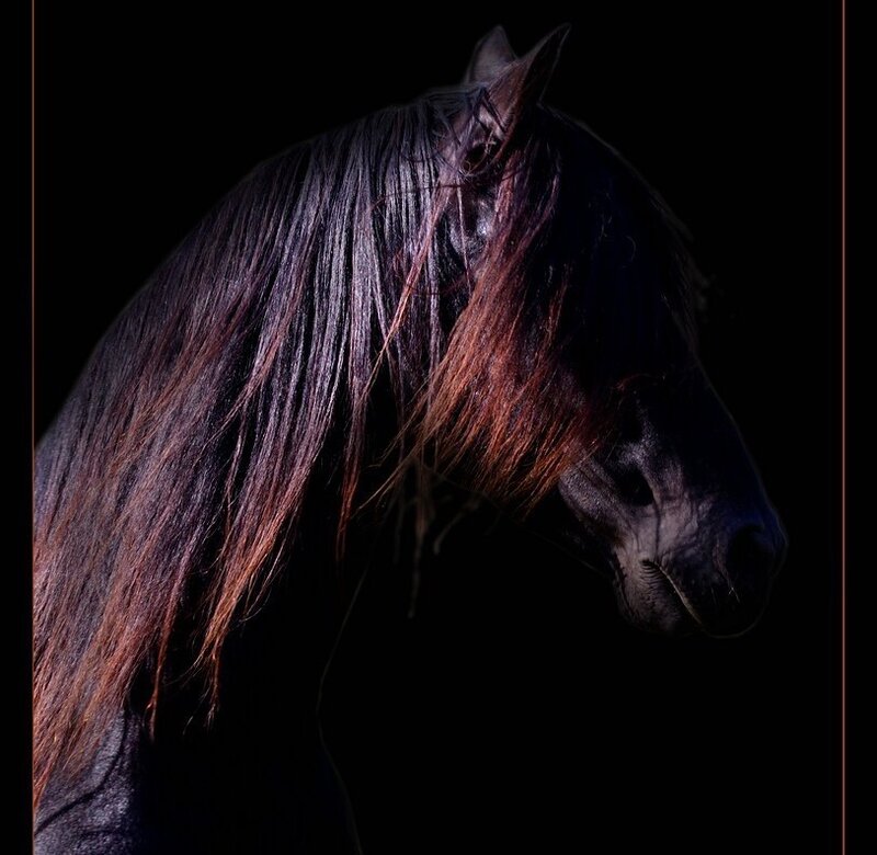 Black Horse with Long Mane — Dramatic