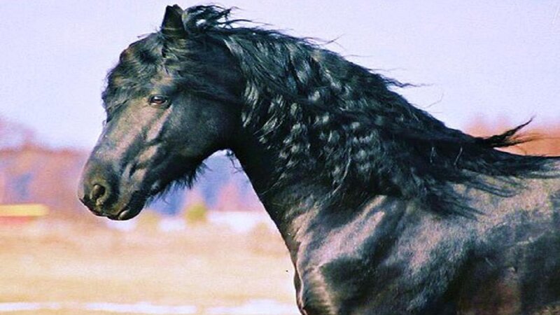 Black Horse with Long Mane — Dynamic