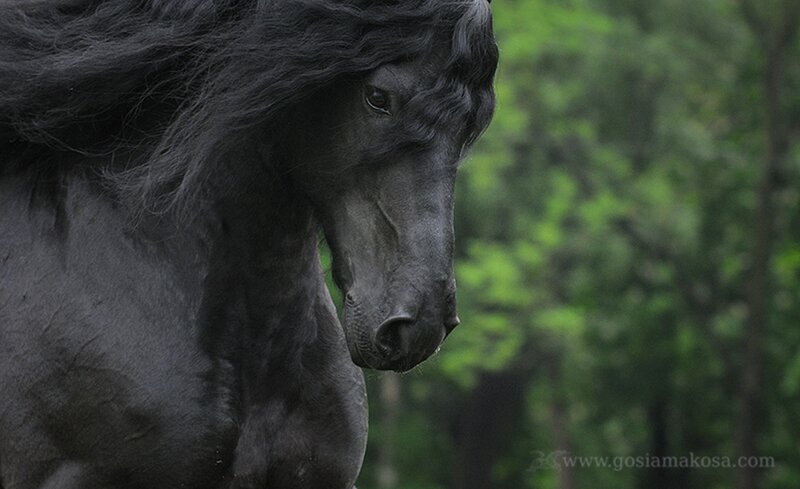 Black Horse with Long Mane — Serene, Photograph