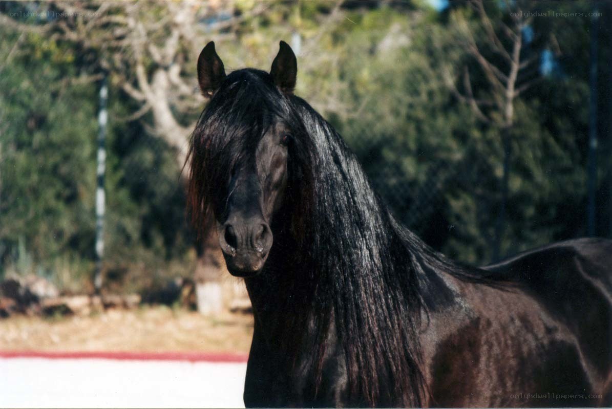 black horse with long mane