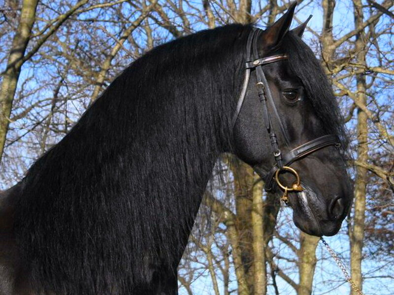 Black Horse with Mane — Calm, Autumn