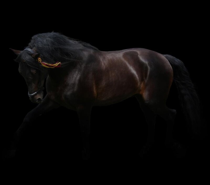 Black Horse with Mane — Dramatic