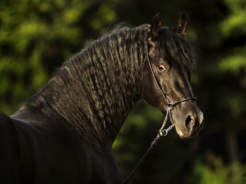 Black Horse with Mane — Serene