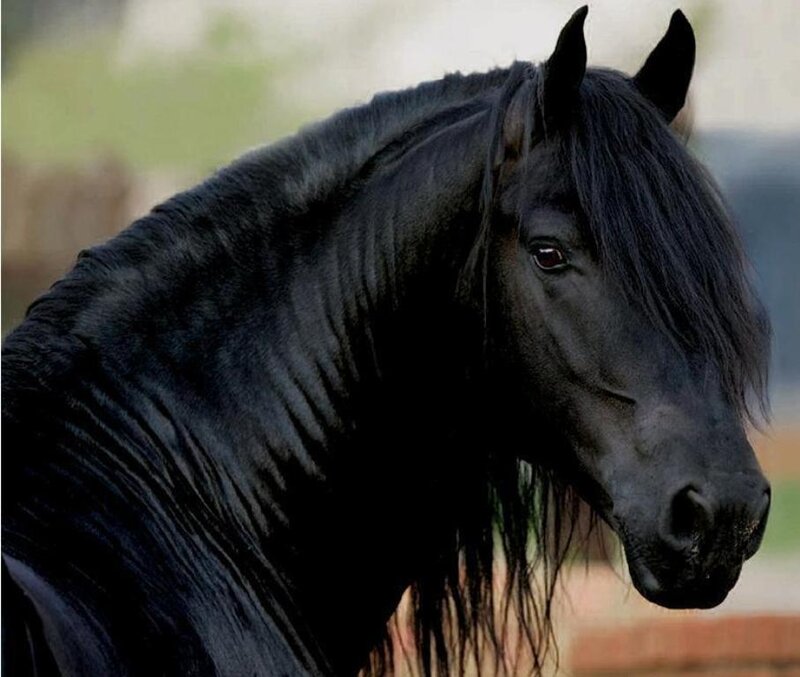 Black Horse with Mane