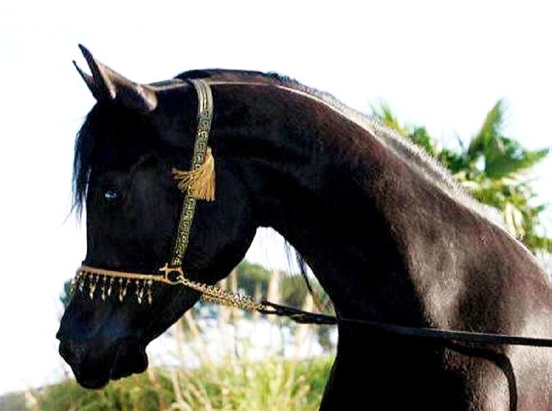 black horse with ornate bridle