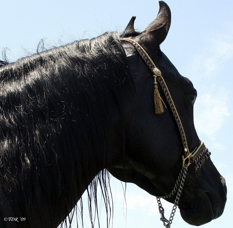 black horse with ornate bridle