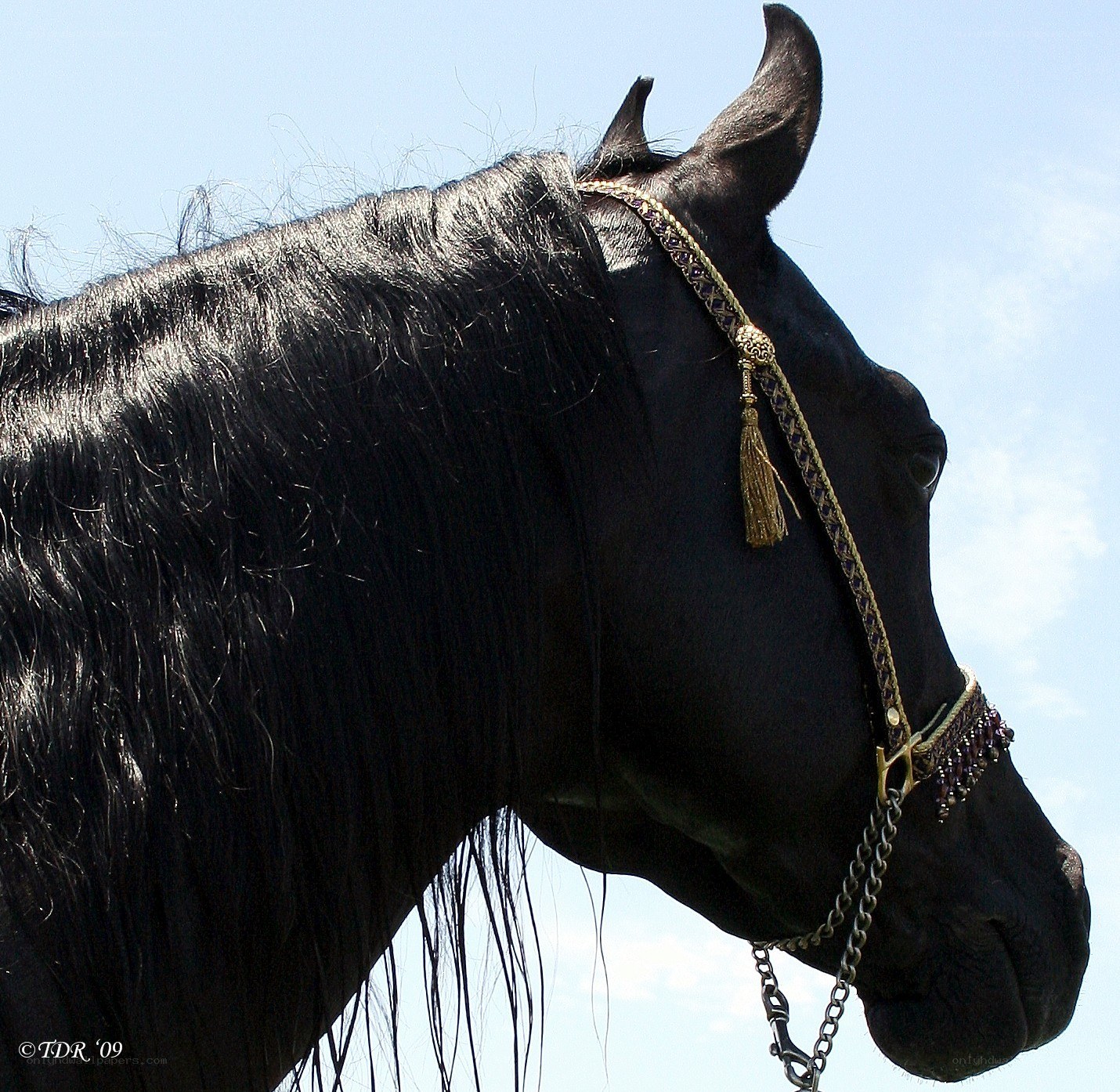 black horse with ornate bridle