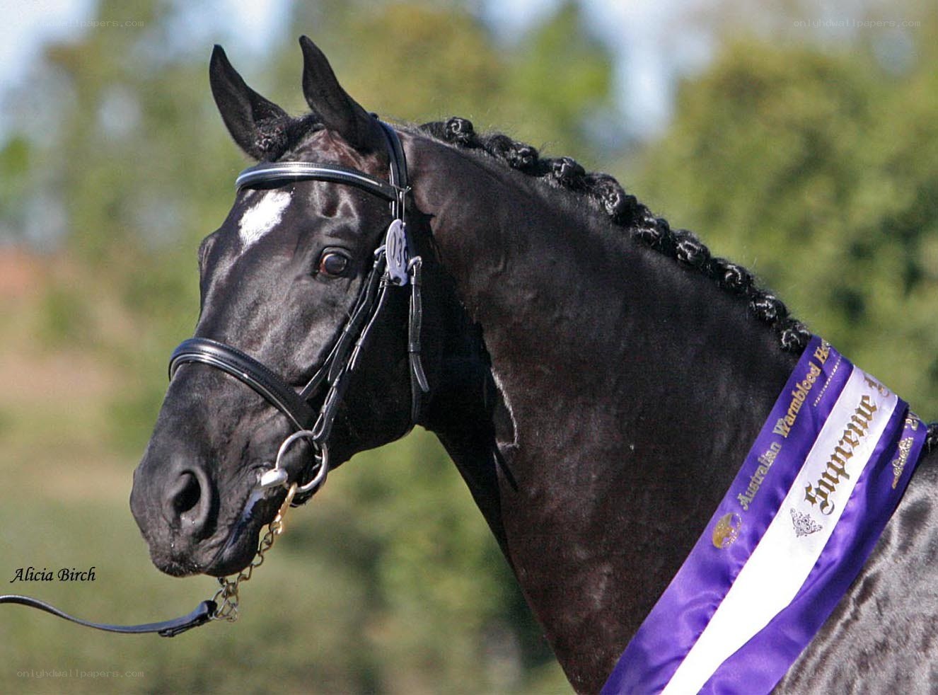 black horse with purple ribbon