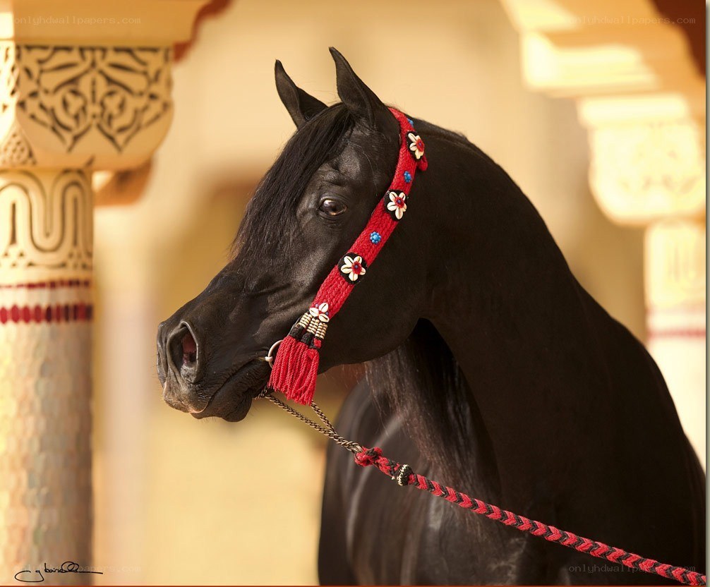 black horse with red bridle