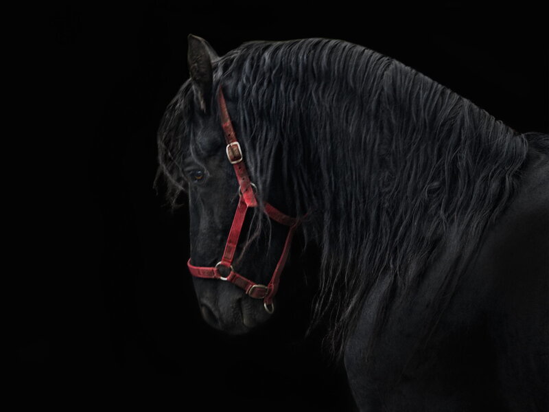 Black Horse with Red Halter — Dramatic