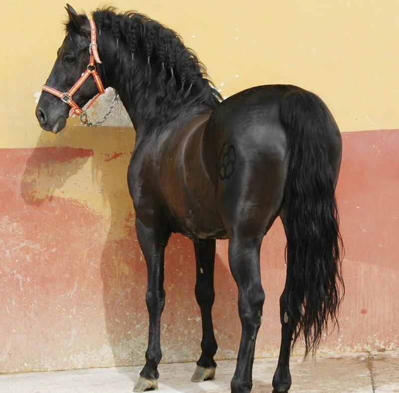 black horse with red halter