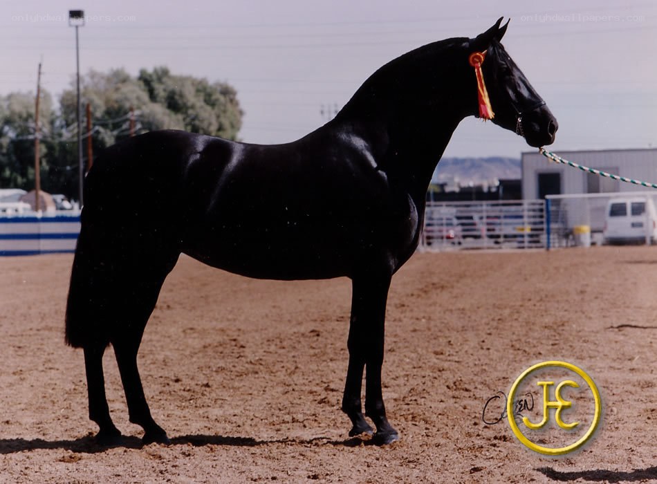 black horse with ribbon