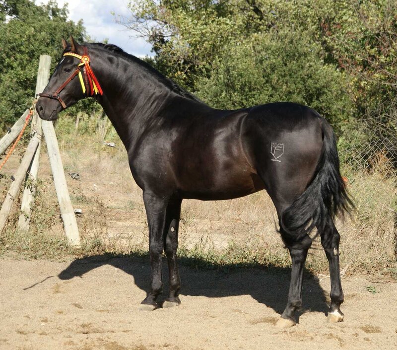 black horse with ribbon